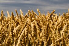 Wheat Field Detail Stock Photo