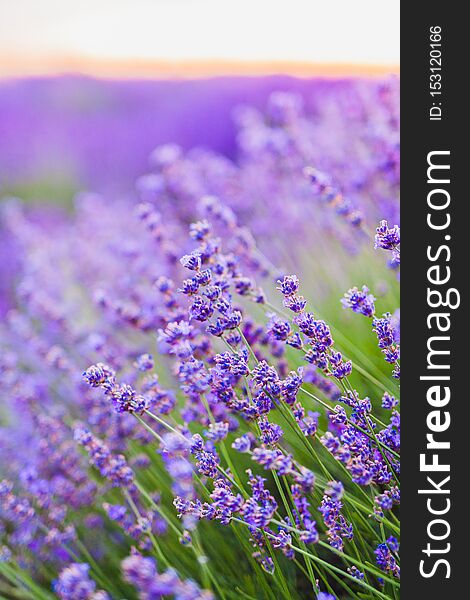 Violet lavender flowers plantation at sunset. Violet lavender flowers plantation at sunset