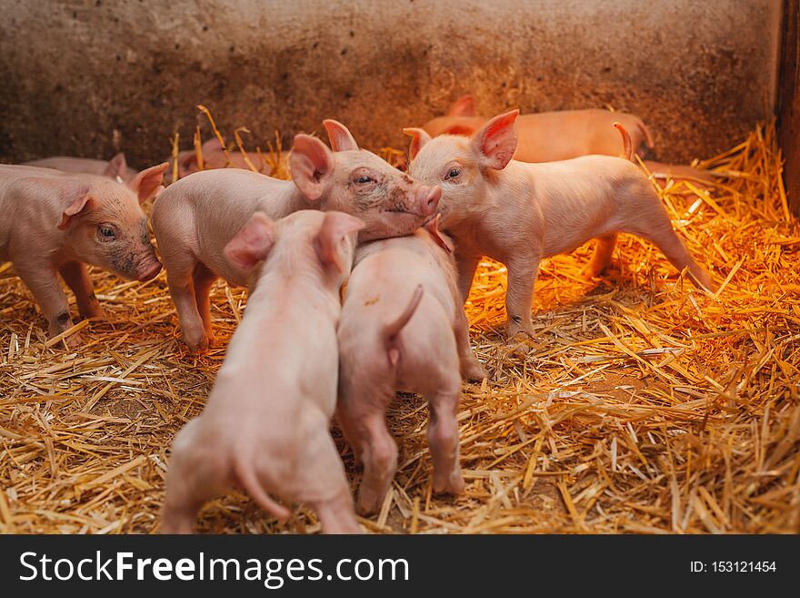 Young piglets on hay at organic pig farm agribusiness. Young piglets on hay at organic pig farm agribusiness