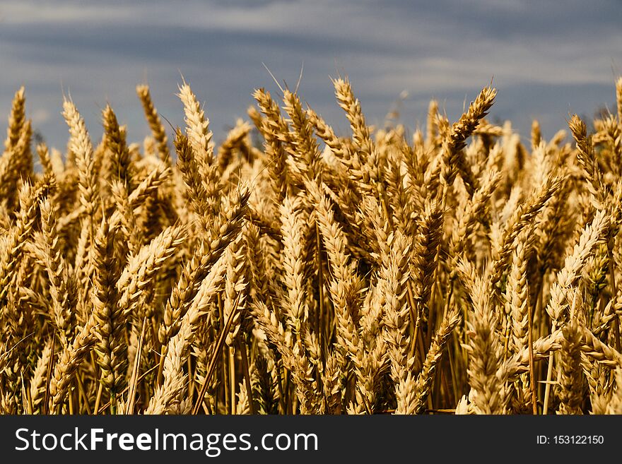 Golden yellow colored wheat on field close up detail under clouds. Golden yellow colored wheat on field close up detail under clouds