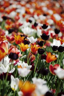 Colorful Tulips Stock Photos Colorful Tulips Stock Photos