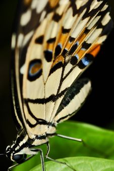 Butterfly Stock Images