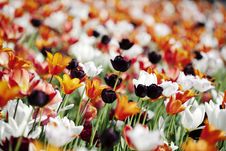 Colorful Tulips Royalty Free Stock Photo Colorful Tulips Royalty Free Stock Photo