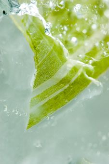 Leaf In Ice Royalty Free Stock Images Leaf In Ice Royalty Free Stock Images