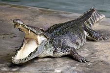 Large Crocodile Stock Photos