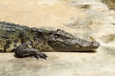 Large Crocodile Stock Image