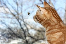 Cat Vs Wasp Stock Photo