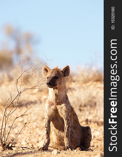 Spotted hyaena (Crocuta crocuta) sitting on the ground in South Africa