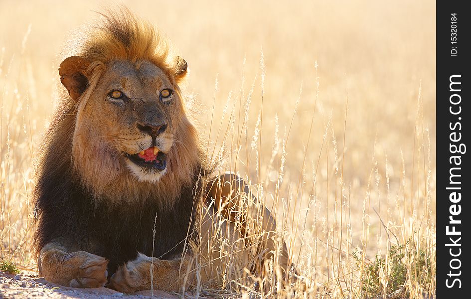 Lion (panthera Leo) Close-up