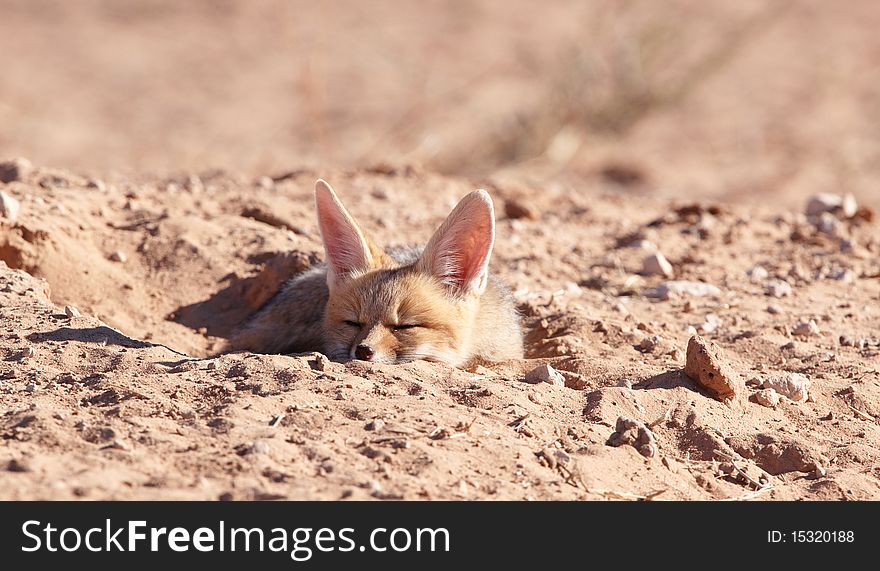 Black-backed baby Jackal (Canis mesomelas) sleeping in its hole in South Africa. Black-backed baby Jackal (Canis mesomelas) sleeping in its hole in South Africa