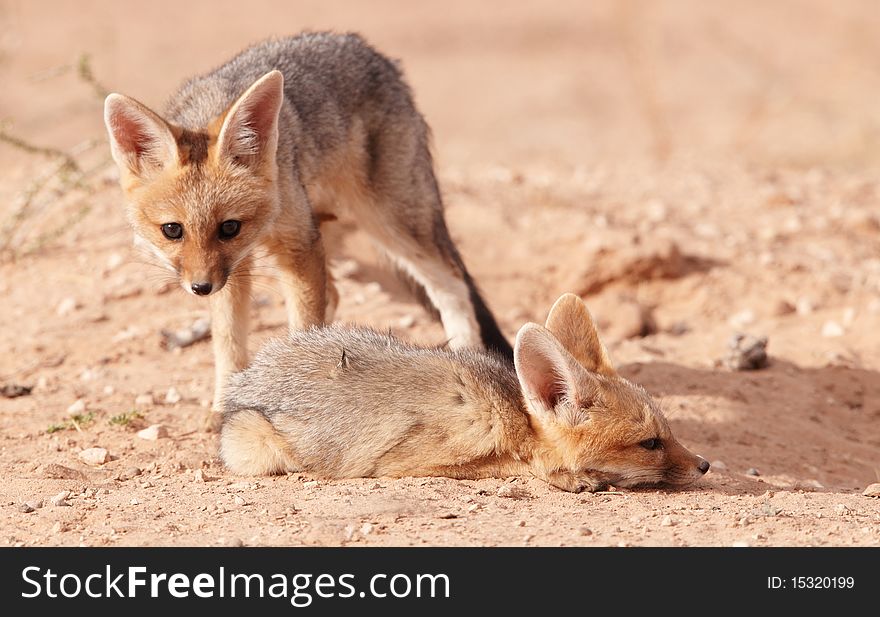 Alert Black-backed baby Jackals (Canis mesomelas) in South Africa. Alert Black-backed baby Jackals (Canis mesomelas) in South Africa