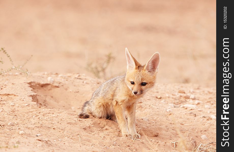 Alert Black-backed baby Jackal (Canis mesomelas) in South Africa. Alert Black-backed baby Jackal (Canis mesomelas) in South Africa