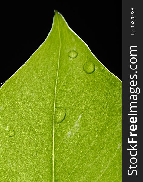 A macro view of green leaf, isolated, with leaf veins, and beads of water