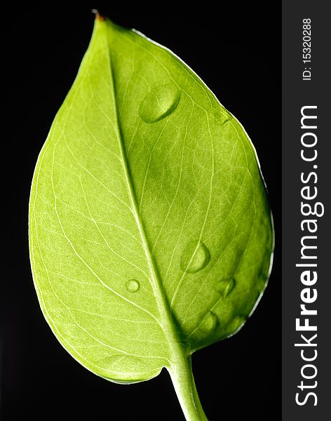 A macro view of green leaf, isolated, with leaf veins, and beads of water