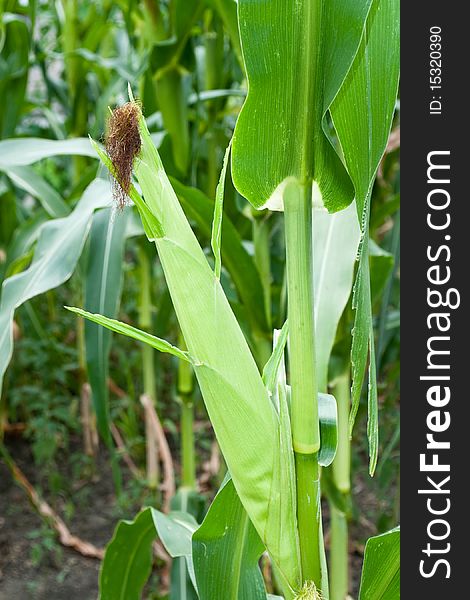 Closeup of fresh looking corn plants with rich harvest