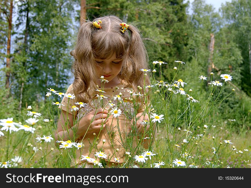 The  girl stands in the summer on the nature about camomiles and smells them. The  girl stands in the summer on the nature about camomiles and smells them