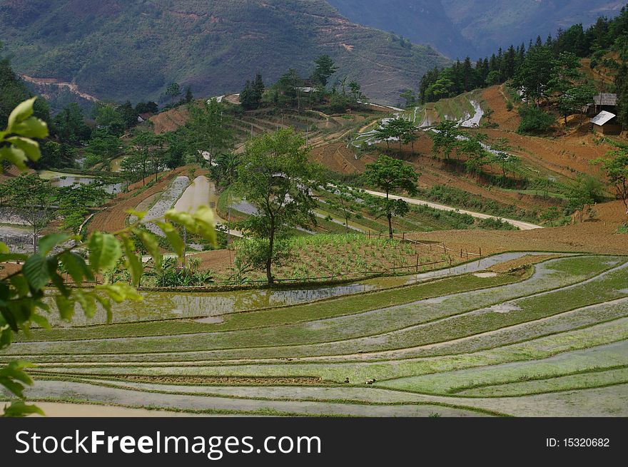 Landscape Of Mountain Rice