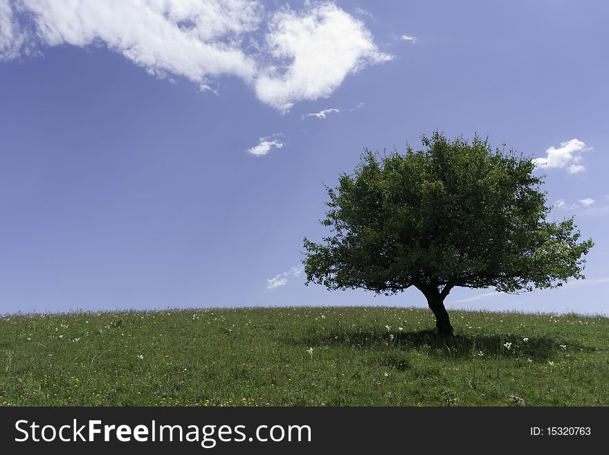 Beautiful tree in full leaf in summer standing alone in a field