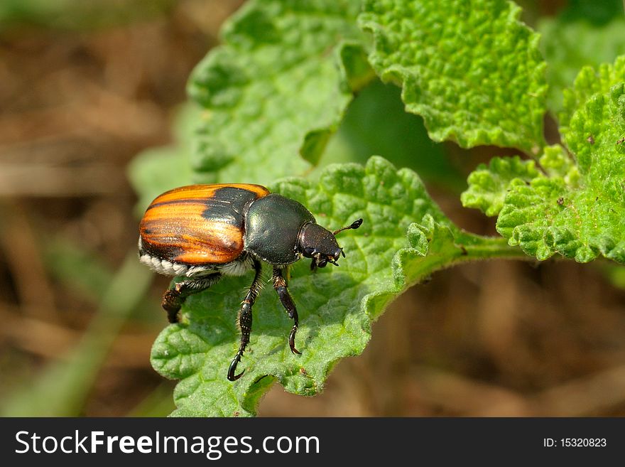 Orange bug sitting on a leave
