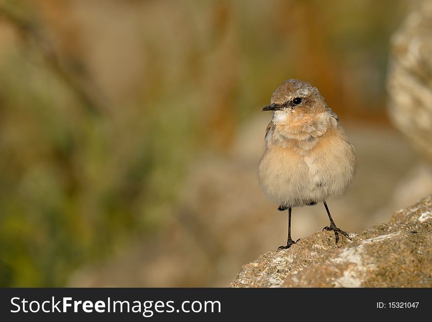 Brown little bird sitting on a cliff