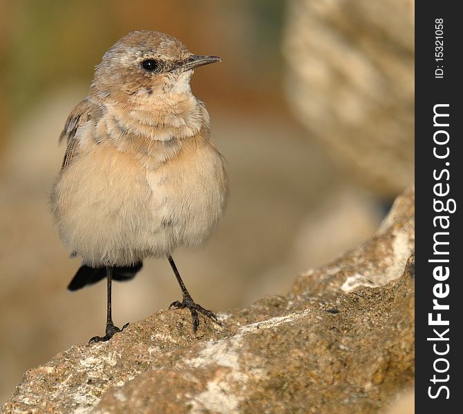 Little brown bird sitting on a cliff