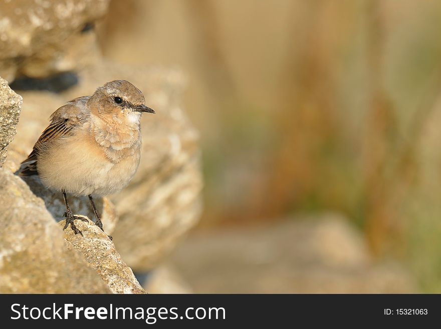Little brown bird sitting on a cliff