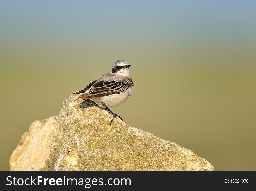 Common wheatear sitting on a cliff