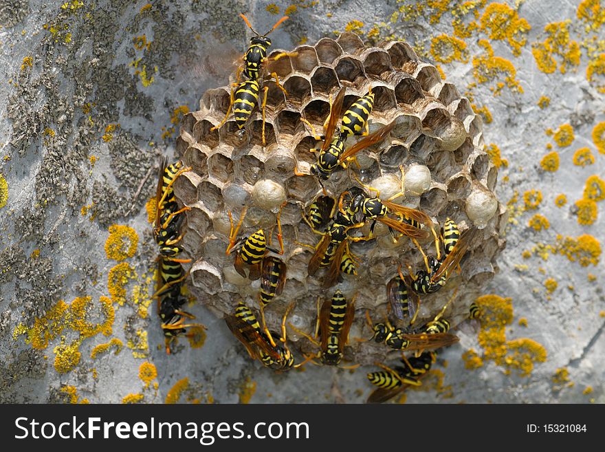 Hornets working in their hive