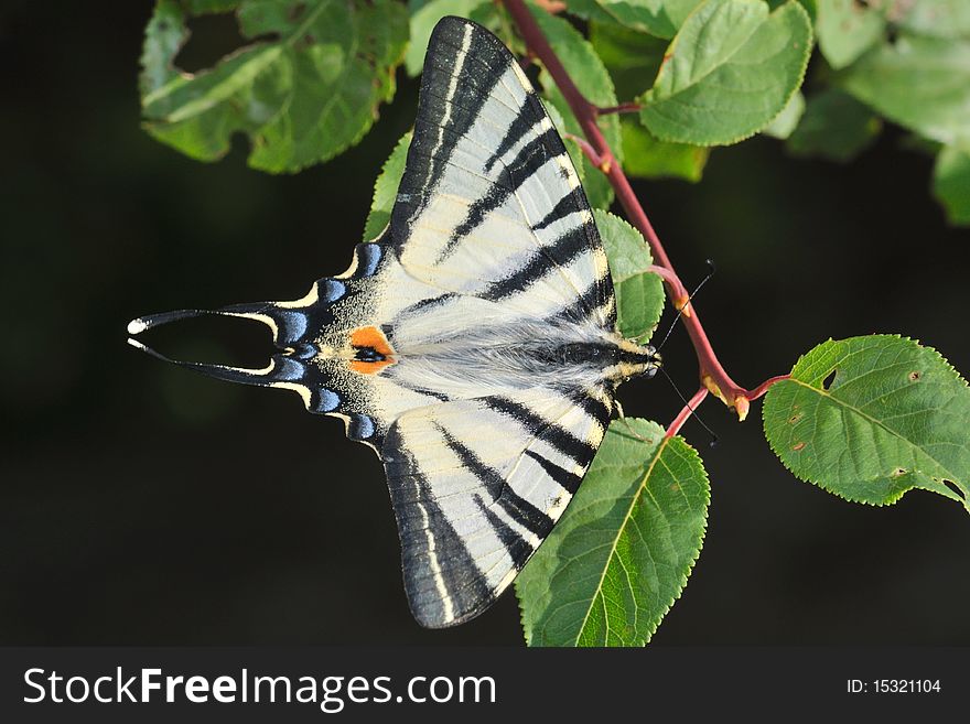 Colorful butterfly sitting on a branch
