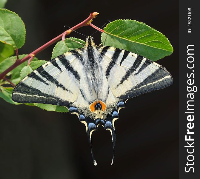 Colorful butterfly sitting on a branch