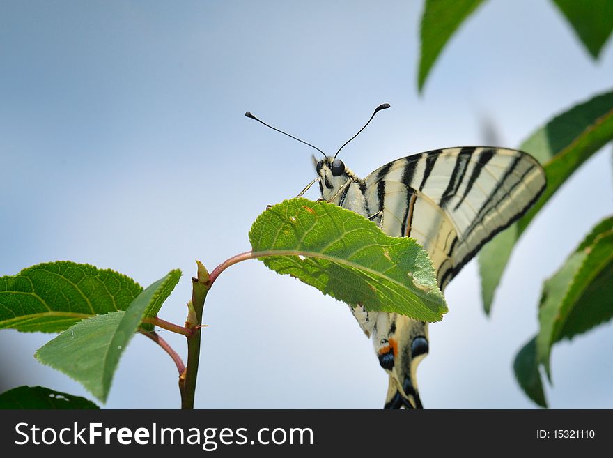 Colorful butterfly sitting on a branch