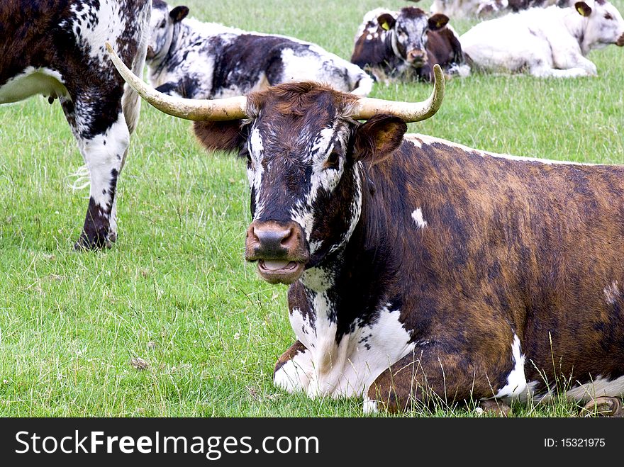 Brown and white coloured cow with long horns lying on a meadow