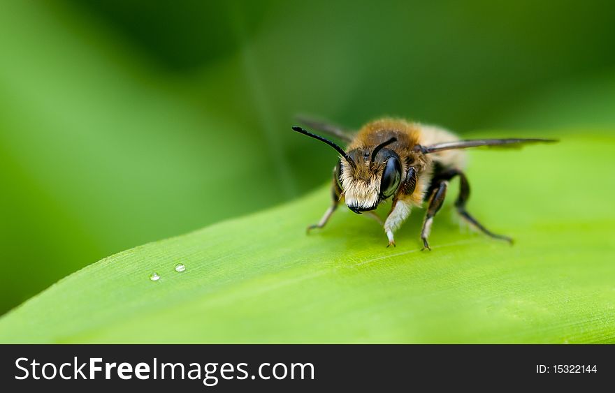 A close-up of a bug on a leaf. A close-up of a bug on a leaf