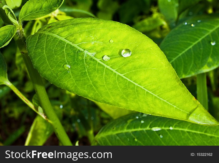 Tree green leaf close-up background,fresh