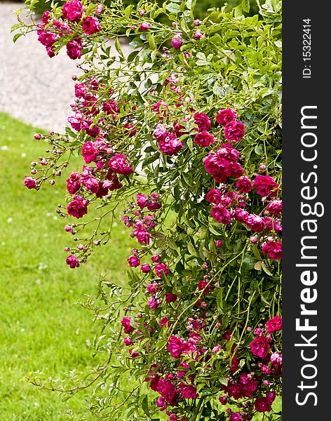 Shrub with lots of pink blossoms. Shrub with lots of pink blossoms