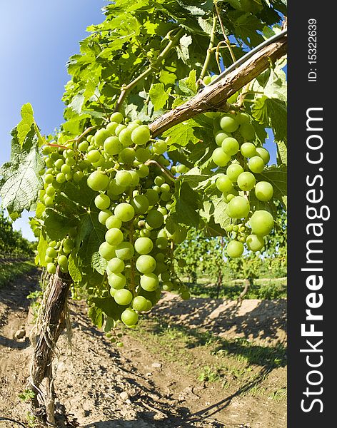 Merlot grapes ripening on the vines. Merlot grapes ripening on the vines.