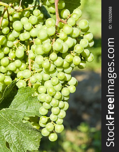 Merlot grapes ripening on the vines. Merlot grapes ripening on the vines.