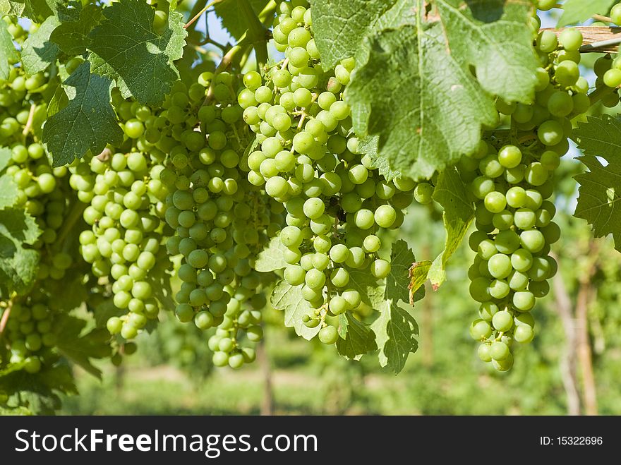 Merlot grapes ripening on the vines. Merlot grapes ripening on the vines.