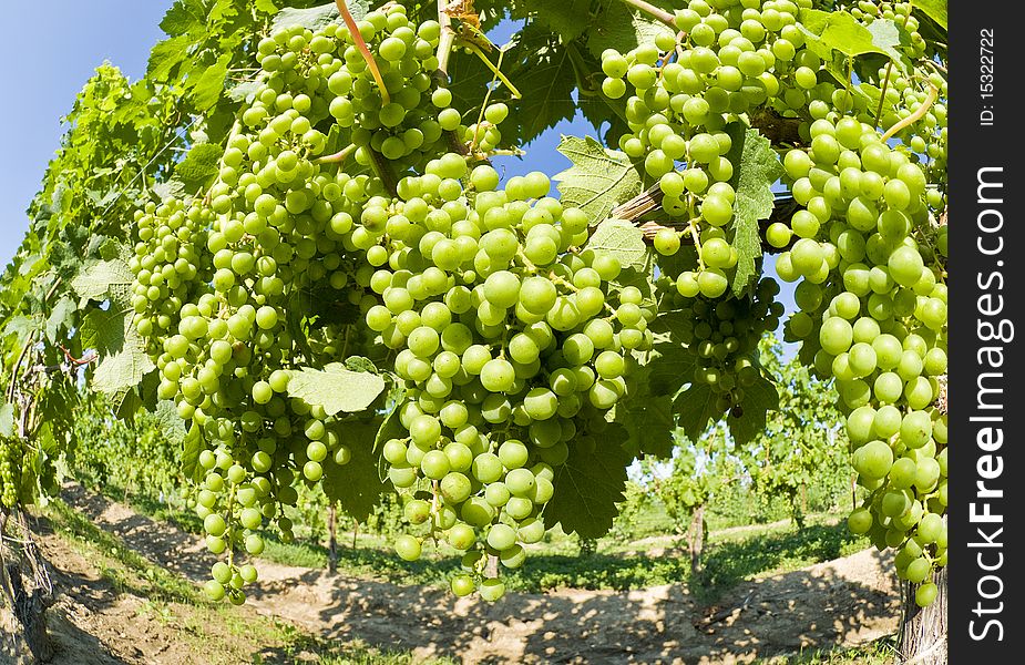 Merlot grapes ripening on the vines. Merlot grapes ripening on the vines.