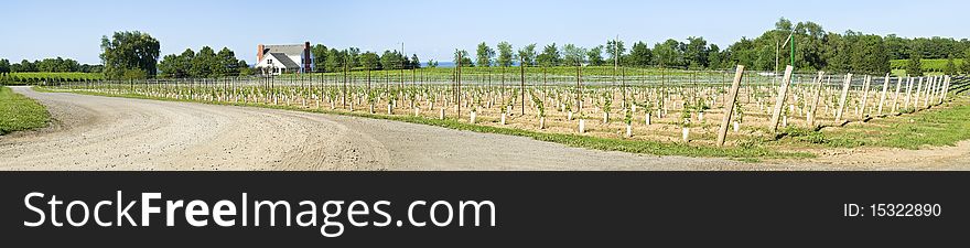A panoramic view of a newly planted vineyard. A panoramic view of a newly planted vineyard.