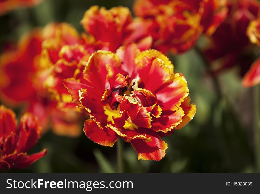 Beautiful red and yellow tulips in holland. Beautiful red and yellow tulips in holland
