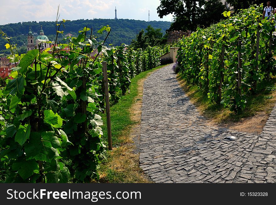 Vineyard in prague, czech republic