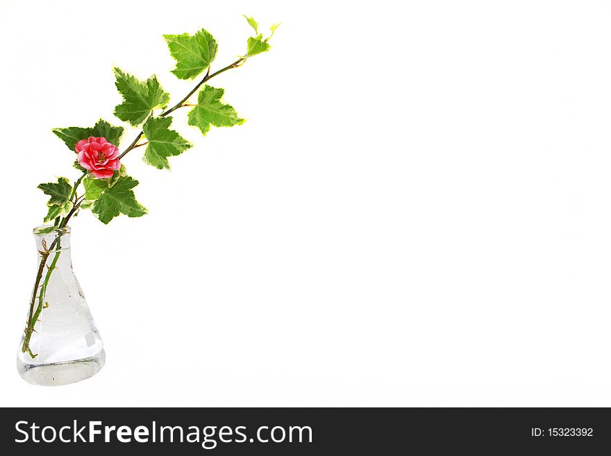 Transparent flower vase with one rose and ivy leaves and copyspace. Transparent flower vase with one rose and ivy leaves and copyspace.