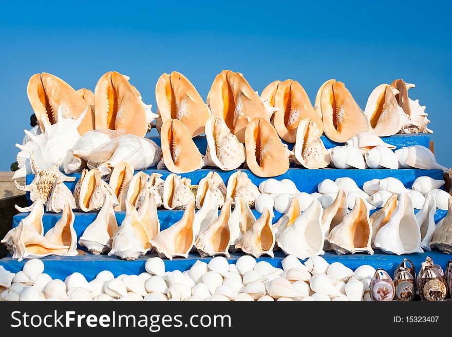 A conch shell against blue sky background