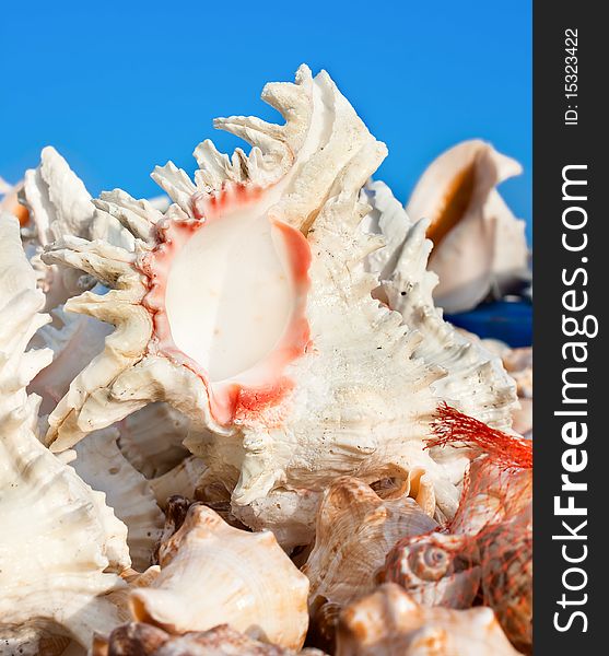 Beautiful  shell against blue sky background, India. Beautiful  shell against blue sky background, India