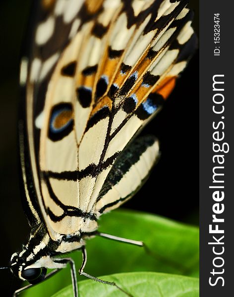 Butterfly resting on a leaf. Most of the part of the butterfly is focus, thus giving the whole pattern of butterfly. This image is captured with the intention of filling up the parts of butterfly as much as possible into the image.