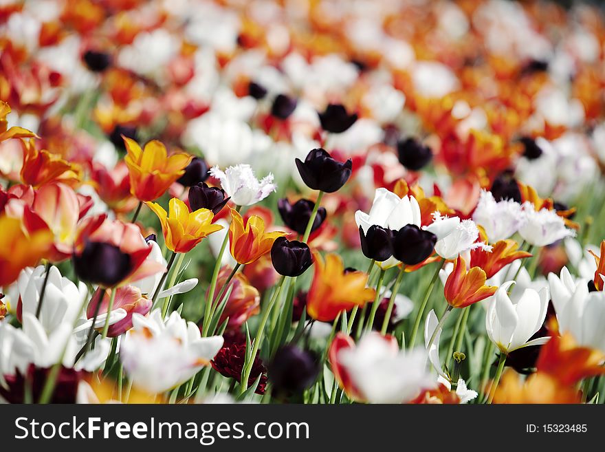 Bed of beautiful multicolored tulips in holland. Bed of beautiful multicolored tulips in holland