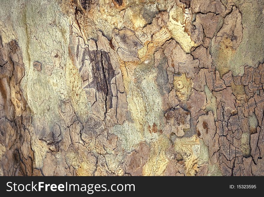 Sharp Grungy texture of woody tree trunk. Sharp Grungy texture of woody tree trunk