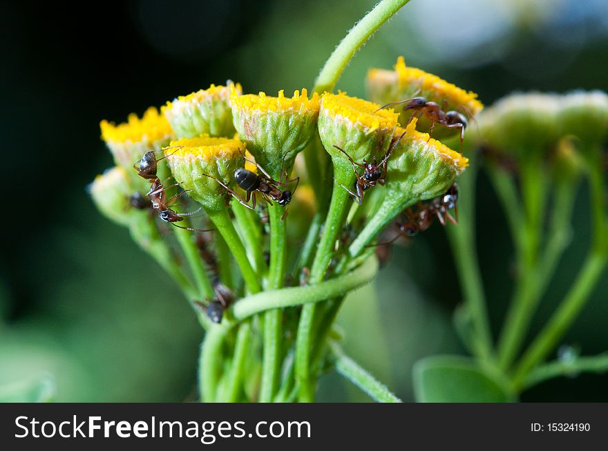 Group of ants engaged in work on the yellow flowers, close-up