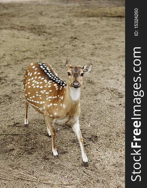 Doe in a zoo looking up at the camera